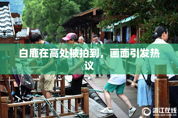 白鹿在高处被拍到，画面引发热议