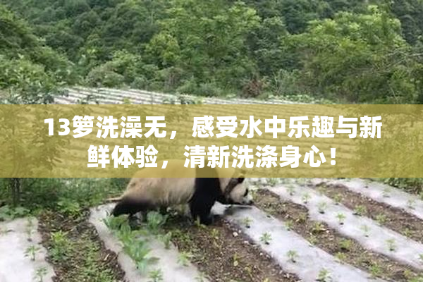 13箩洗澡无，感受水中乐趣与新鲜体验，清新洗涤身心！