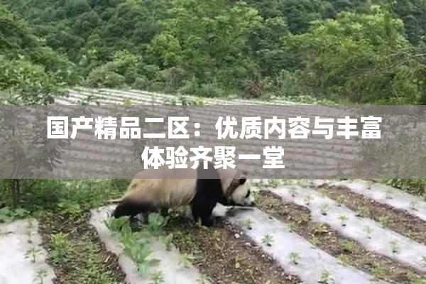 国产精品二区：优质内容与丰富体验齐聚一堂