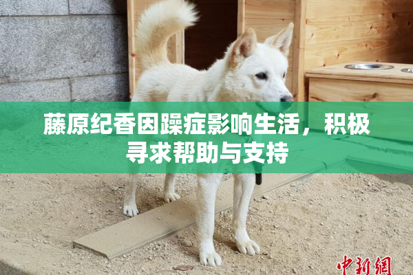 藤原纪香因躁症影响生活，积极寻求帮助与支持