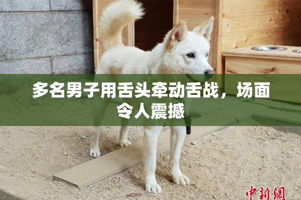 多名男子用舌头牵动舌战，场面令人震撼