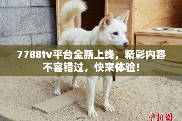 7788tv平台全新上线，精彩内容不容错过，快来体验！