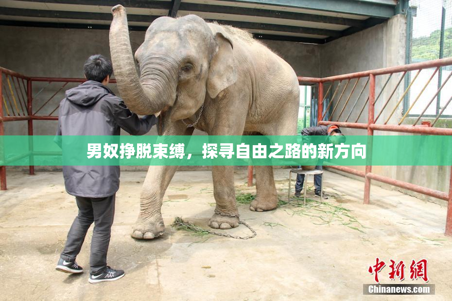 男奴挣脱束缚，探寻自由之路的新方向