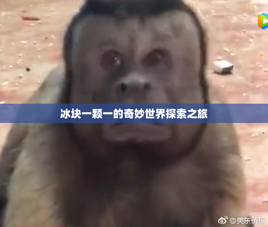 冰块一颗一的奇妙世界探索之旅