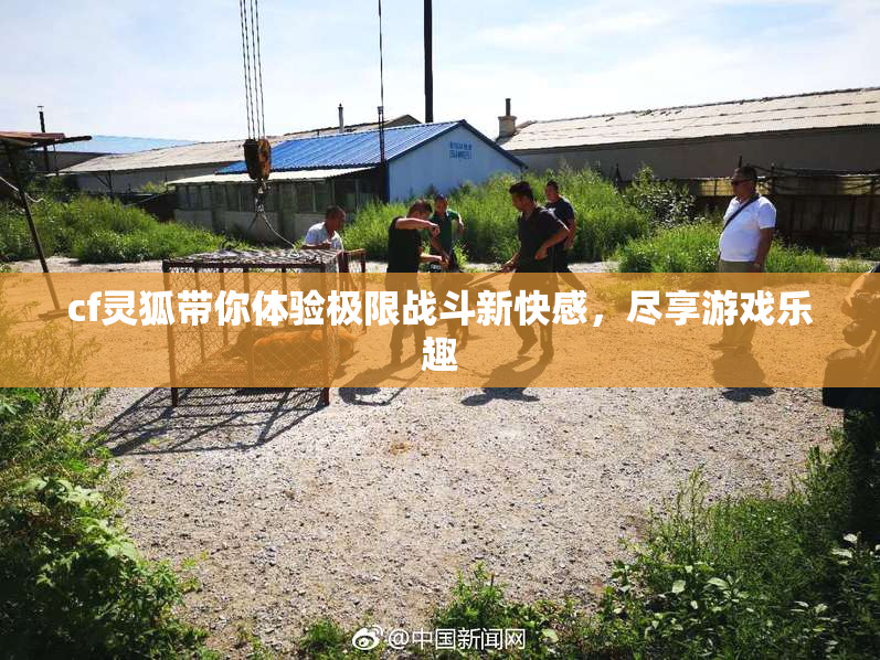 cf灵狐带你体验极限战斗新快感，尽享游戏乐趣