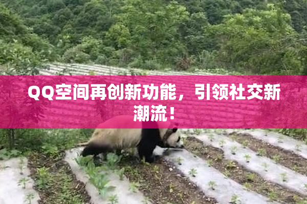 QQ空间再创新功能，引领社交新潮流！