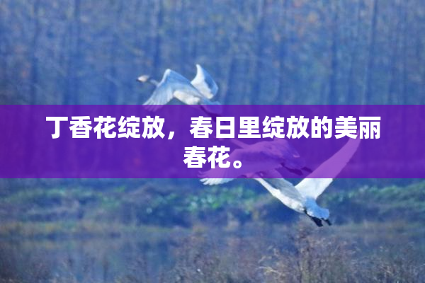 丁香花绽放，春日里绽放的美丽春花。
