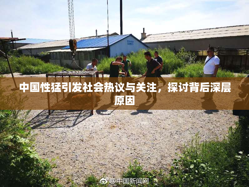 中国性猛引发社会热议与关注，探讨背后深层原因