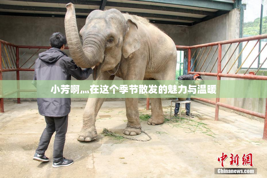 小芳啊灬在这个季节散发的魅力与温暖