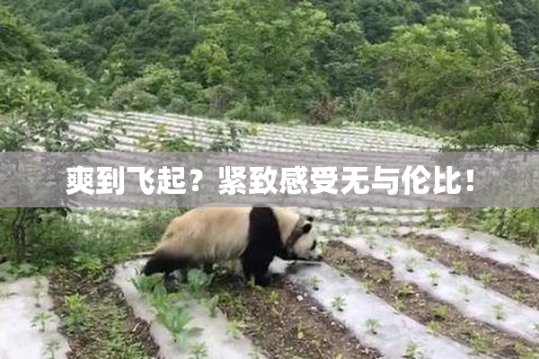 爽到飞起？紧致感受无与伦比！