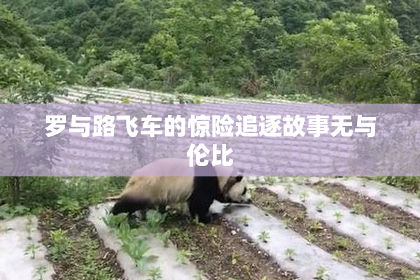 罗与路飞车的惊险追逐故事无与伦比