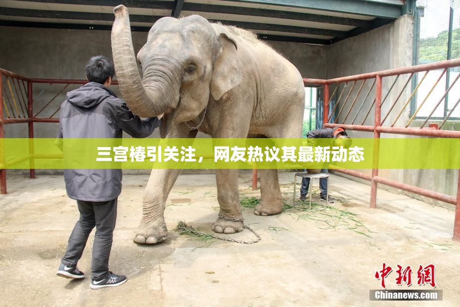 三宫椿引关注，网友热议其最新动态