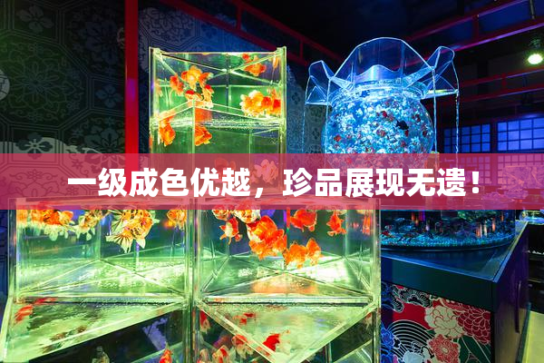 一级成色优越，珍品展现无遗！