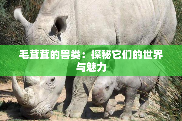 毛茸茸的兽类：探秘它们的世界与魅力