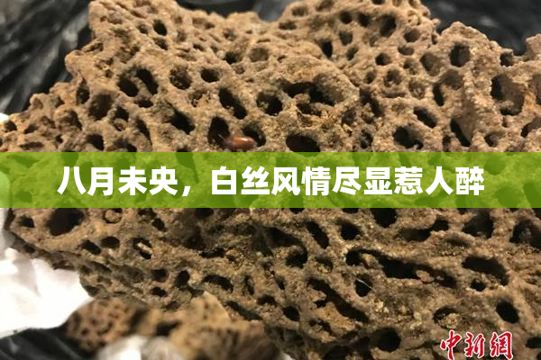 八月未央，白丝风情尽显惹人醉