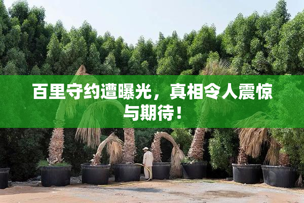 百里守约遭曝光，真相令人震惊与期待！
