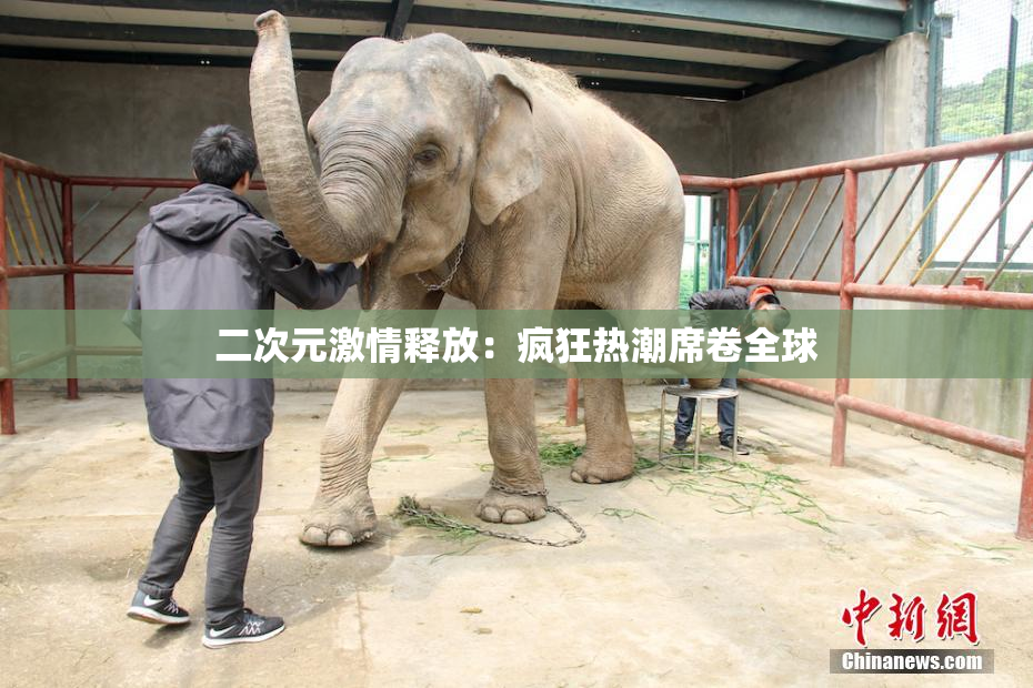 二次元激情释放：疯狂热潮席卷全球