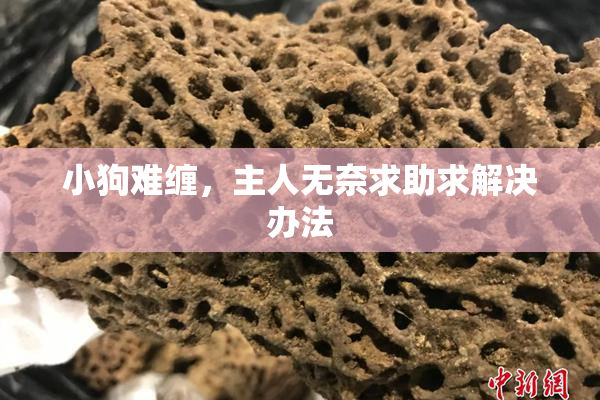 小狗难缠，主人无奈求助求解决办法