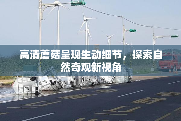 高清蘑菇呈现生动细节，探索自然奇观新视角