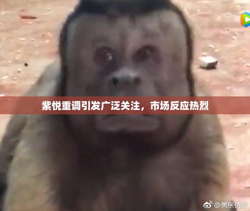 紫悦重调引发广泛关注，市场反应热烈