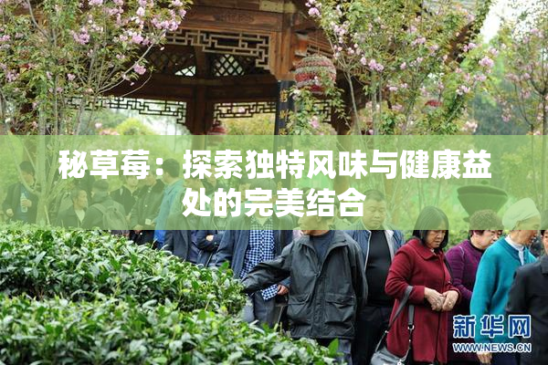秘草莓：探索独特风味与健康益处的完美结合