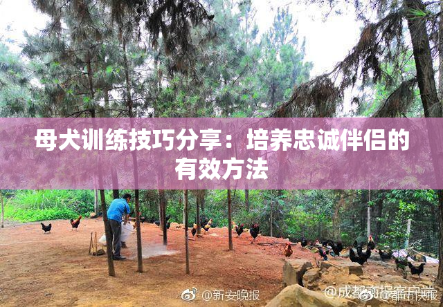 母犬训练技巧分享：培养忠诚伴侣的有效方法