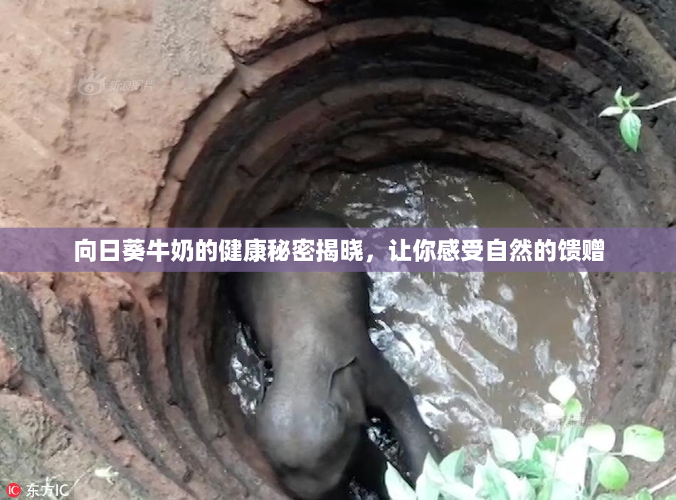 向日葵牛奶的健康秘密揭晓，让你感受自然的馈赠