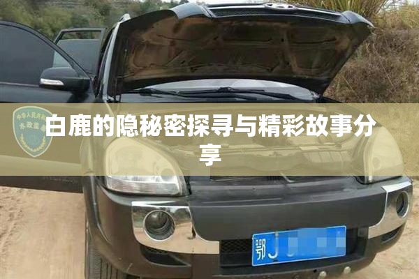 白鹿的隐秘密探寻与精彩故事分享