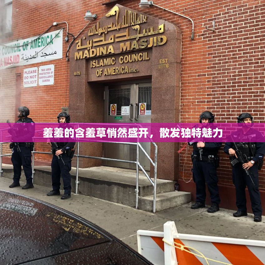 羞羞的含羞草悄然盛开，散发独特魅力