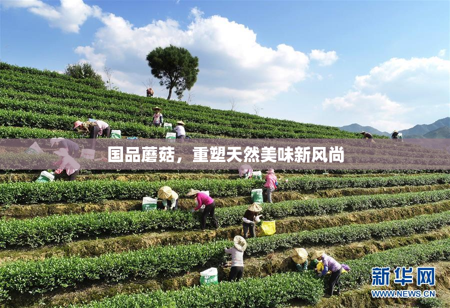 国品蘑菇，重塑天然美味新风尚