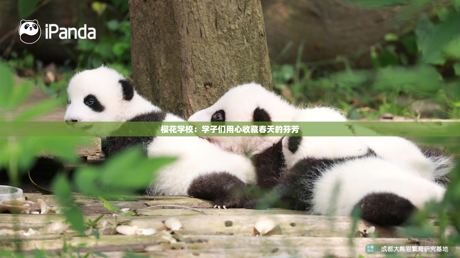 樱花学校：学子们用心收藏春天的芬芳