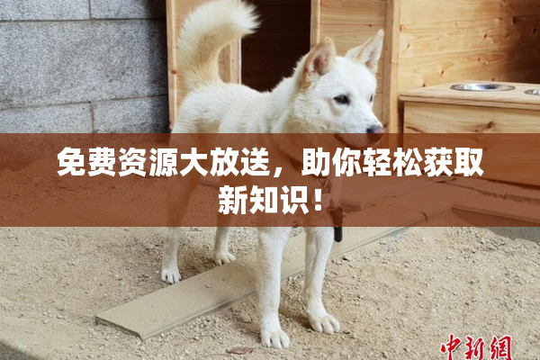 免费资源大放送，助你轻松获取新知识！