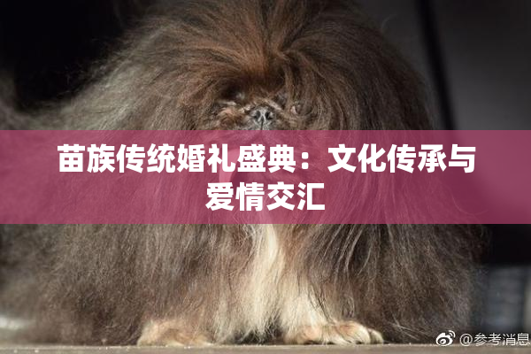 苗族传统婚礼盛典：文化传承与爱情交汇