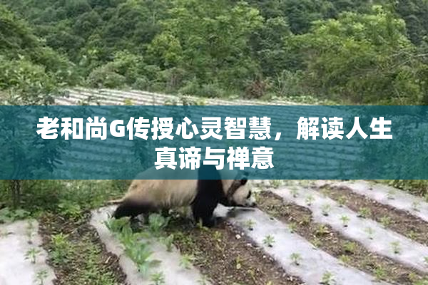 老和尚G传授心灵智慧，解读人生真谛与禅意