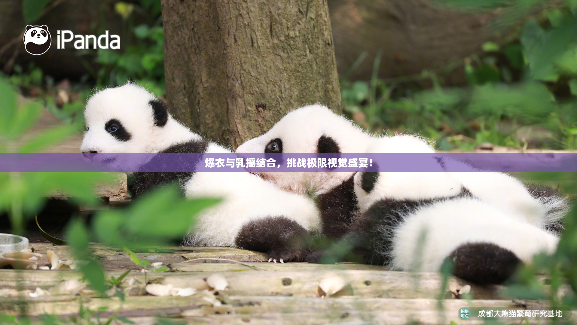 爆衣与乳摇结合，挑战极限视觉盛宴！