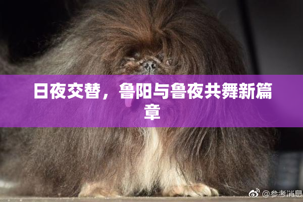 日夜交替，鲁阳与鲁夜共舞新篇章