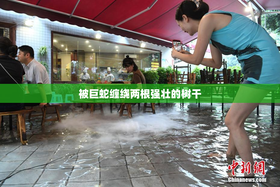 被巨蛇缠绕两根强壮的树干