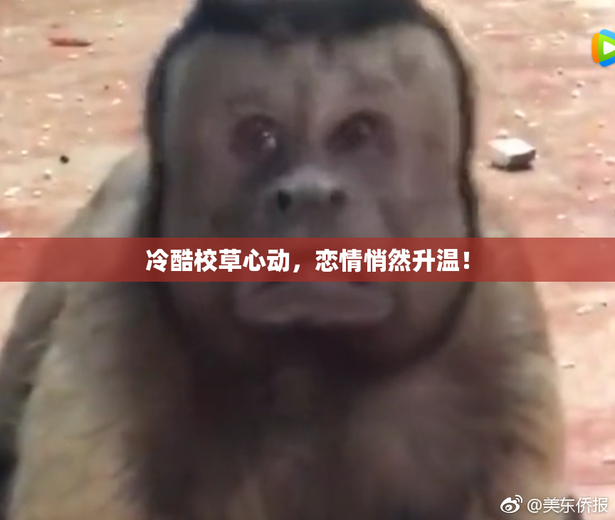 冷酷校草心动，恋情悄然升温！