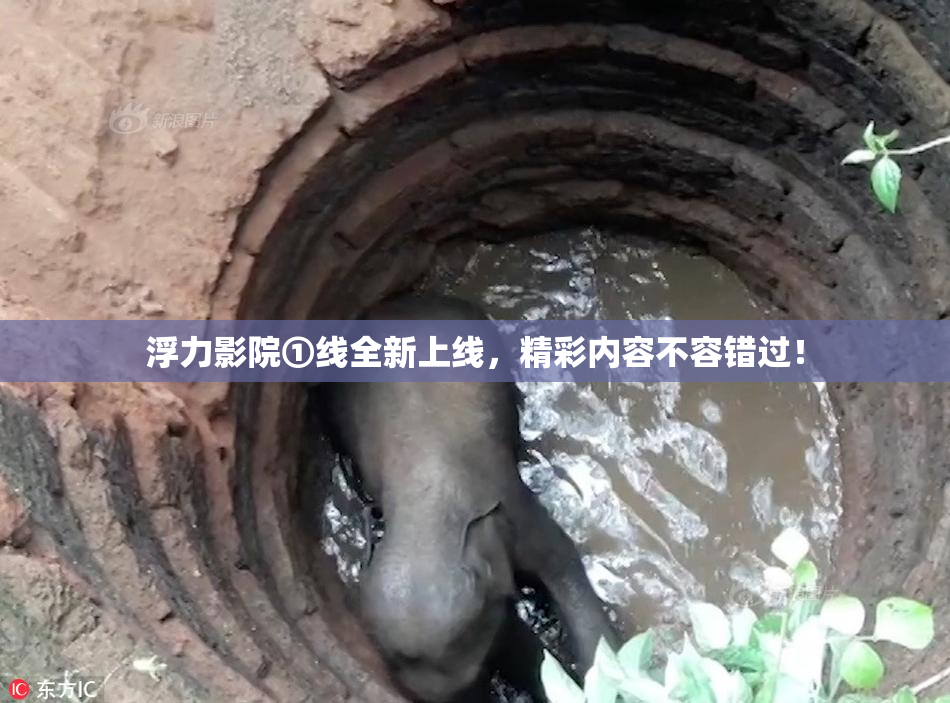 浮力影院①线全新上线，精彩内容不容错过！