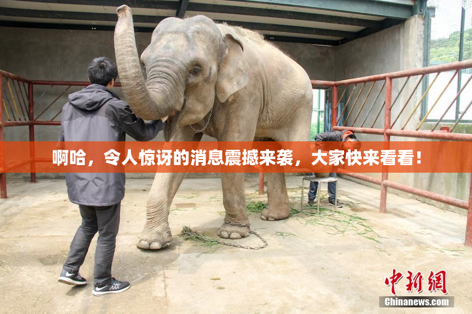 啊哈，令人惊讶的消息震撼来袭，大家快来看看！