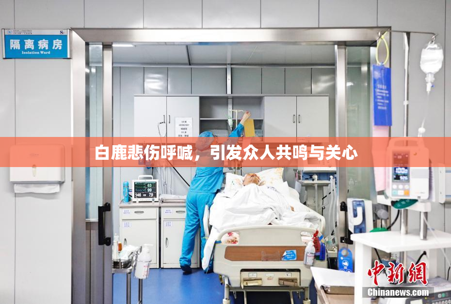 白鹿悲伤呼喊，引发众人共鸣与关心