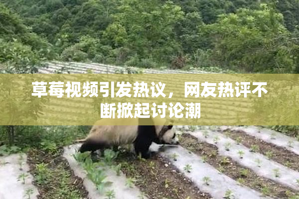 草莓视频引发热议，网友热评不断掀起讨论潮