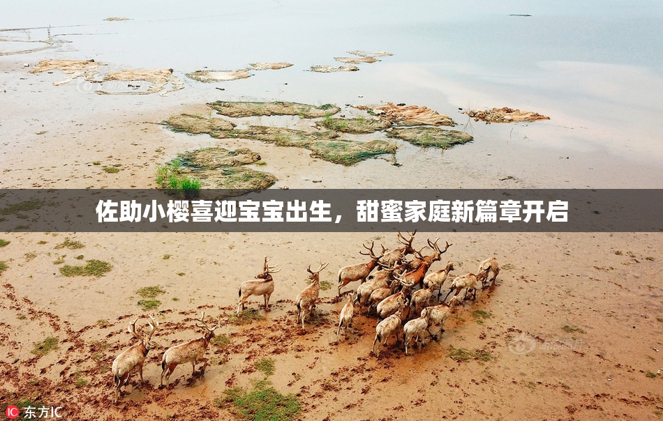 佐助小樱喜迎宝宝出生，甜蜜家庭新篇章开启