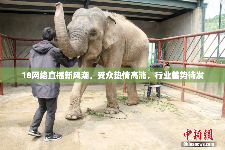 18网络直播新风潮，受众热情高涨，行业蓄势待发