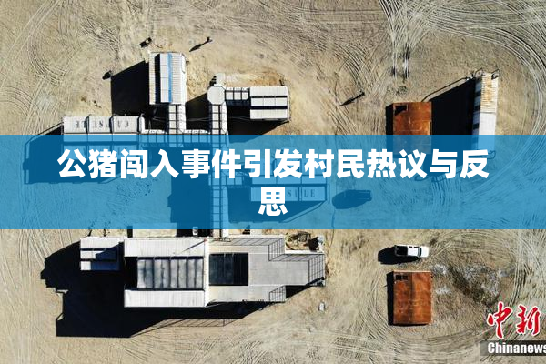 公猪闯入事件引发村民热议与反思