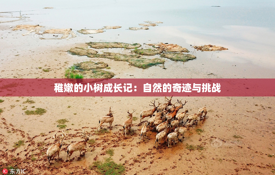 稚嫩的小树成长记：自然的奇迹与挑战
