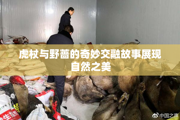 虎杖与野蔷的奇妙交融故事展现自然之美
