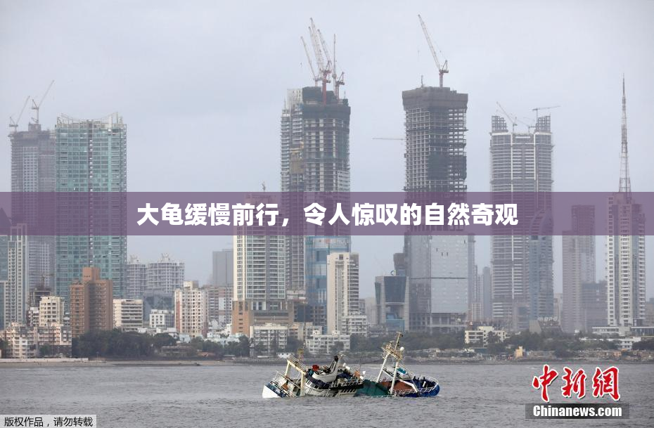 大龟缓慢前行，令人惊叹的自然奇观