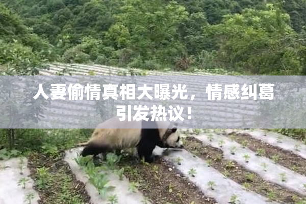 人妻偷情真相大曝光，情感纠葛引发热议！