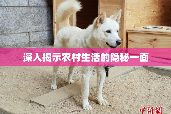 深入揭示农村生活的隐秘一面